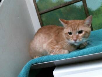 JOKER -  Domestic Short Hair Cat for Adoption in Houston, Texas - JOKER | PetCurious