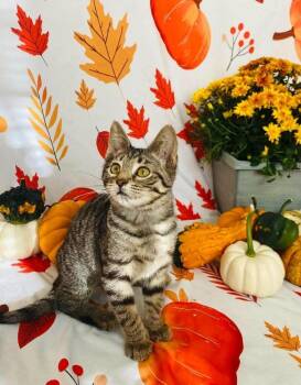 Aqua Tofana -  Domestic Short Hair Cat for Adoption in Milton, Delaware - Aqua Tofana | PetCurious