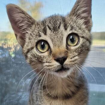 Chandler -  Domestic Short Hair Cat for Adoption in West Jefferson, Ohio - Chandler | PetCurious