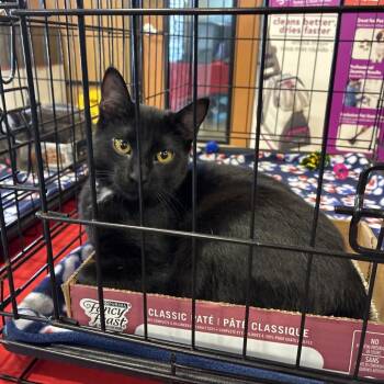 Bugs -  Domestic Short Hair Cat for Adoption in NEW PT RICHEY, Florida - Bugs | PetCurious