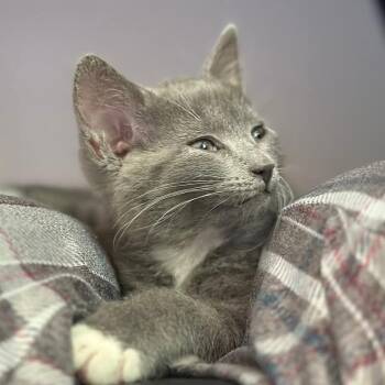 Seren -  Domestic Short Hair Cat for Adoption in Walker, Michigan - Seren | PetCurious