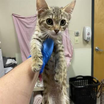 A613391 -  Domestic Short Hair Cat for Adoption in Modesto, California - A613391 | PetCurious