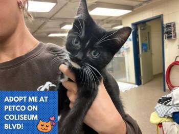 ROCK -  Domestic Short Hair Cat for Adoption in Fort Wayne, Indiana - ROCK | PetCurious