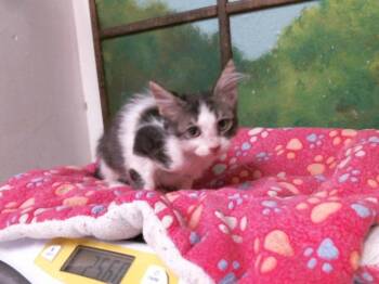 A2089158 -  American Shorthair and Domestic Short Hair Cat for Adoption in Houston, Texas - A2089158 | PetCurious