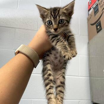 Sternum -  Domestic Short Hair Cat for Adoption in Carencro, Louisiana - Sternum | PetCurious