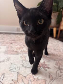 Red Vines -  Domestic Short Hair Cat for Adoption in Nashville, Tennessee - Red Vines | PetCurious