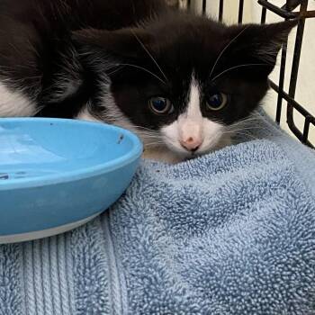 Mickey -  Domestic Short Hair Cat for Adoption in Lynchburg, Virginia - Mickey | PetCurious