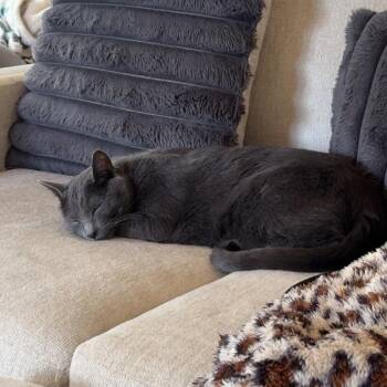 Daxter -  Russian Blue Cat for Adoption in Layton, Utah - Daxter | PetCurious