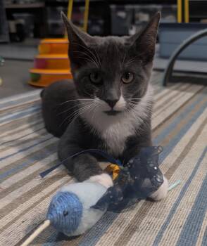 Shadow -  Domestic Short Hair Cat for Adoption in Blaine, Minnesota - Shadow | PetCurious