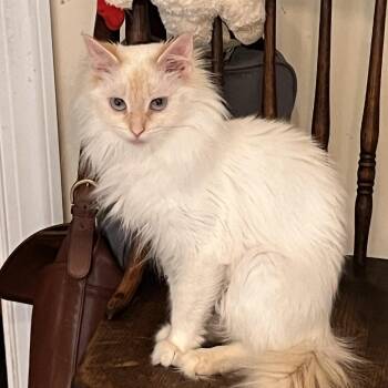 Miyah -  Siamese Cat for Adoption in Landenberg, Pennsylvania - Miyah | PetCurious