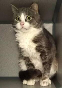 Domestic Short Hair Cats Available for Adoption in Waupaca, Wisconsin - Scarecrow ( Barn Cat) | PetCurious