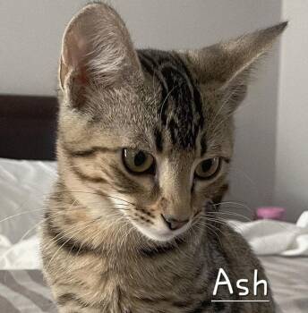 Rescue Tabby Cats for Adoption in Houston, Texas - Ash #10Siblings | PetCurious