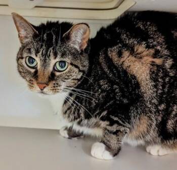 Domestic Short Hair Cats Available for Adoption - Maggie | PetCurious