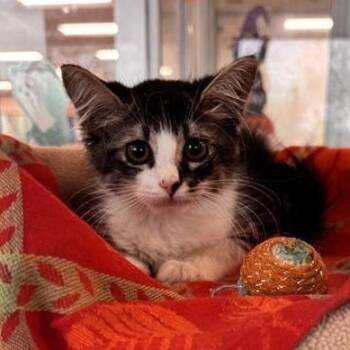 Tidbit -  Domestic Medium Hair Cat for Adoption in Phoenix, Arizona - Tidbit | PetCurious