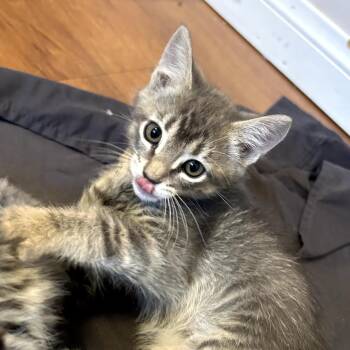 Nimbus (Cosmo) -  Domestic Short Hair Cat for Adoption in Long Beach, California - Nimbus (Cosmo) | PetCurious