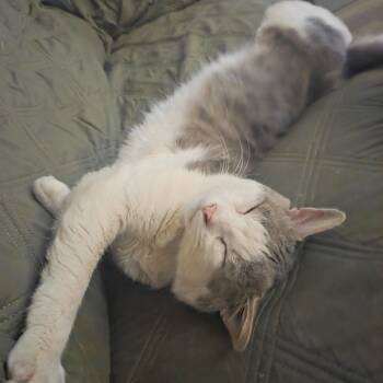 Rescue Domestic Medium Hair Cats for Adoption in Benicia, California - Cloud | PetCurious