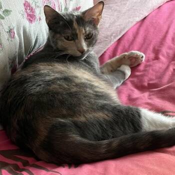 Flower -  Domestic Short Hair Cat for Adoption in Fort Lauderdale, Florida - Flower | PetCurious