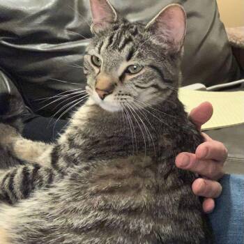 Rescue Domestic Short Hair Cats for Adoption in Mokena, Illinois - Porterhouse | PetCurious