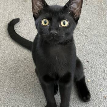 Raven -  Domestic Short Hair Cat for Adoption in Colorado Springs, Colorado - Raven | PetCurious