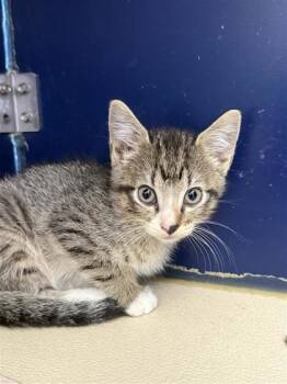Rescue Domestic Short Hair Cats for Adoption in Hutchinson, Kansas - Glue | PetCurious