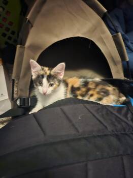 Gidget -  Domestic Short Hair and Calico Cat for Adoption in Crown Point, Indiana - Gidget | PetCurious