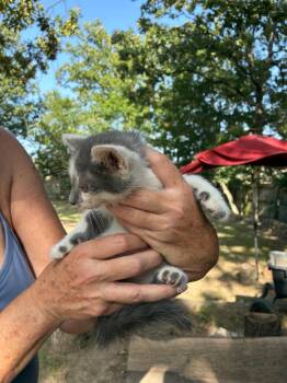 Hawk -  Domestic Short Hair Cat for Adoption in Little Rock, Arkansas - Hawk | PetCurious
