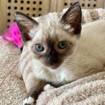 Rescue Siamese Cats for Adoption in Los Angeles, California - Opal | PetCurious