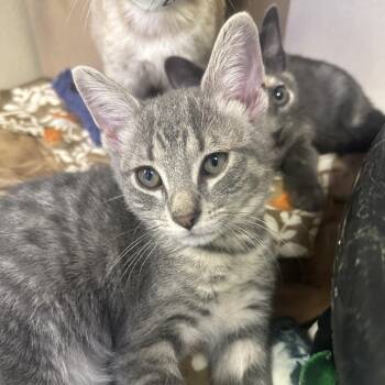 Bud -  Domestic Short Hair Cat for Adoption in Westhampton, New York - Bud | PetCurious
