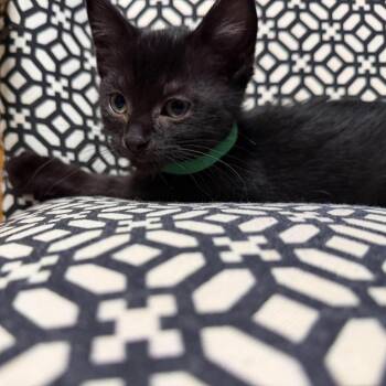 Coco (green) -  Domestic Short Hair Cat for Adoption in Ferndale, Washington - Coco (green) | PetCurious