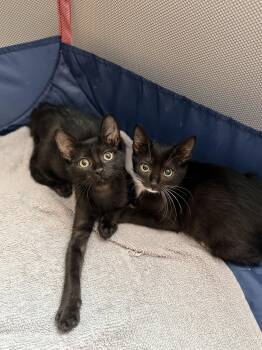 Waffle Fry (Available for pre-adoption) -  Domestic Short Hair Cat for Adoption in Camden, South Carolina - Waffle Fry (Available For Pre-adoption) | PetCurious