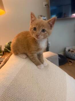 Rocky -  Domestic Short Hair Cat Available for Adoption in Oceanside, California - Rocky | PetCurious