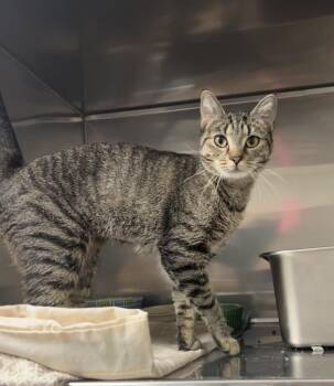 Domestic Short Hair and Tabby Cats Available for Adoption in Montville, New Jersey - Birch | PetCurious