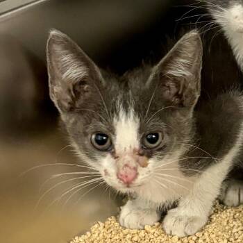 Flop 30 -  Domestic Short Hair Cat for Adoption in Austin, Texas - Flop 30 | PetCurious