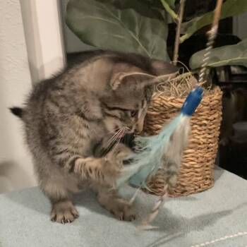 Beaux Haines-AR -  Domestic Short Hair Cat Available for Adoption in Tallahassee, Florida - Beaux Haines-AR | PetCurious