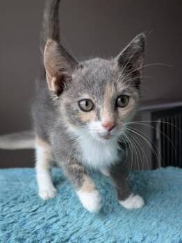 26-431 Betty -  Domestic Short Hair Cat for Adoption in Barnesville, Georgia - 26-431 Betty | PetCurious