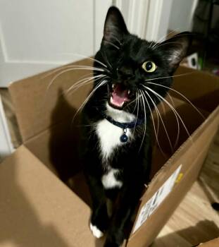 Pitch Guardian -  Tuxedo and Domestic Short Hair Cat for Adoption in Chandler, Arizona - Pitch Guardian | PetCurious