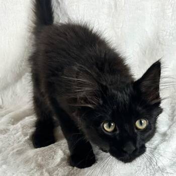 Sirius -  Domestic Long Hair Cat for Adoption in Johnson City, Tennessee - Sirius | PetCurious