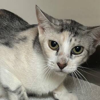 Helix -  Domestic Short Hair Cat for Adoption in Dallas, Texas - Helix | PetCurious