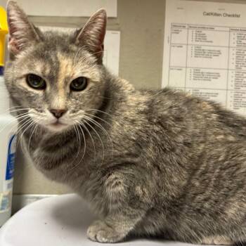 Domestic Short Hair Cats Available for Adoption - Sweetie | PetCurious
