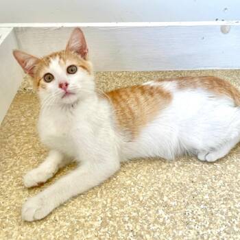 Dothan -  Domestic Short Hair Cat for Adoption in Riverwoods, Illinois - Dothan | PetCurious