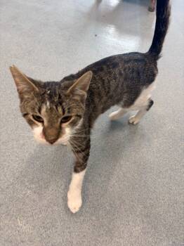 Rescue Domestic Short Hair Cats for Adoption in Portland, Indiana - Tornado | PetCurious