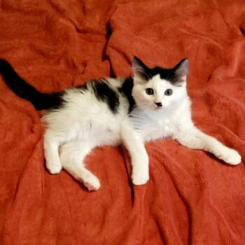Rescue Domestic Medium Hair Cats for Adoption in Springfield, Oregon - Charlie | PetCurious