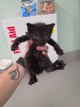 Pesh -  Domestic Short Hair Cat for Adoption in Athens, Tennessee - Pesh | PetCurious
