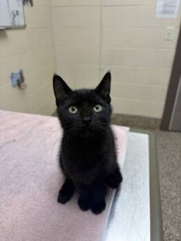 Pretty Boy -  Domestic Short Hair Cat for Adoption in Westland, Michigan - Pretty Boy | PetCurious