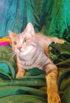 Domestic Short Hair Cats Available for Adoption - Ithaca #434 | PetCurious