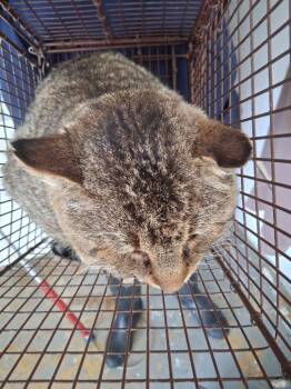 Domestic Short Hair Cats Available for Adoption - Elmo | PetCurious