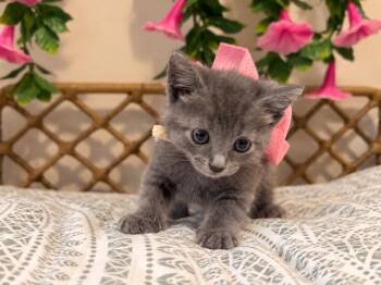 Fluffy Daisy Duke -  Russian Blue and Domestic Short Hair Cat for Adoption in Friendswood, Texas - Fluffy Daisy Duke | PetCurious
