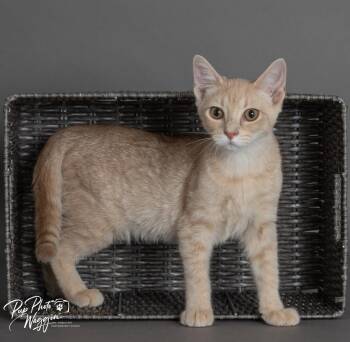 Butter -  Domestic Short Hair Cat for Adoption in Valley Park, Oklahoma - Butter | PetCurious