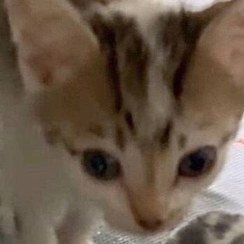 Rescue Domestic Short Hair Cats for Adoption in Dallas, Texas - Versace | PetCurious