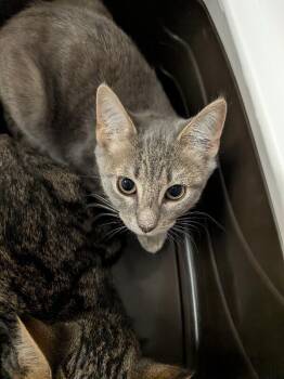 Regina -  Domestic Short Hair Cat for Adoption in Cincinnati, Ohio - Regina | PetCurious